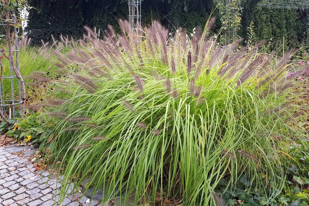 Пеннисетум лисохвостный фото в ландшафтном дизайне 13 Easy Low-Care Perennials Garden Lovers Club Ornamental grass landscape, Orn