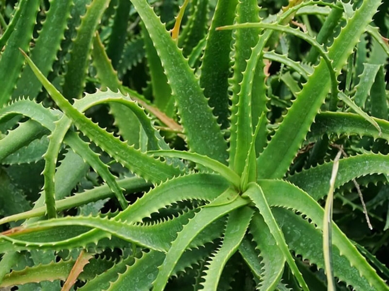 Какое алоэ купить. Суккуленты алоэ древовидное. Алоэ Aloe arborescens Mill. Алоэ древовидное (Aloe arborescens).