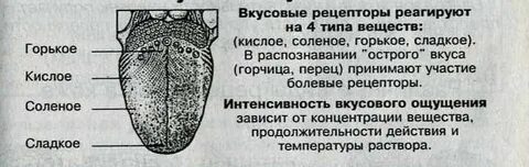 Вкусовые сосочки корня