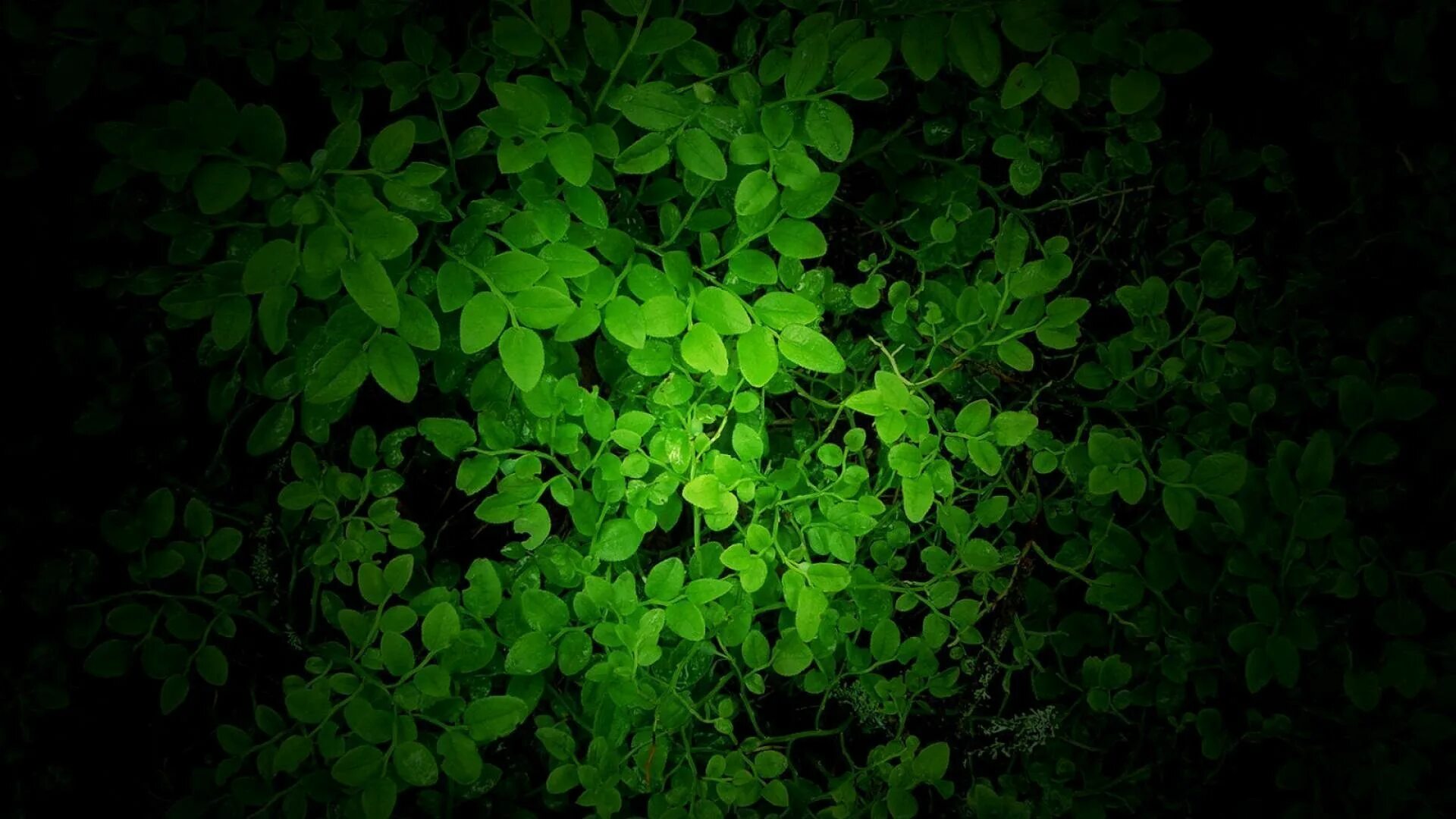Зелено черная тема. Темно зеленые цветы. Красивый зеленый цвет. Изумрудная зелень. Темно зеленые листья.