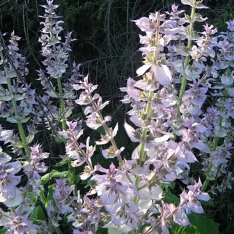 Шалфей мускатный (Salvia sclarea). Семко шалфей мускатный. Шалфей Воскресенский. Шалфей мускатный вознесенский