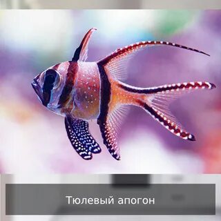 Тюлевый