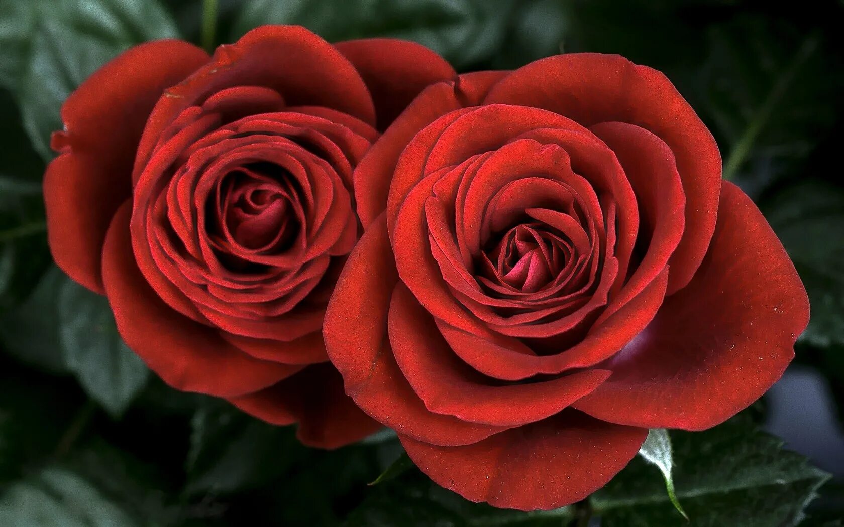 Белые розы. Роза лежит. Три розы. Розы две штуки. Розы две штуки.