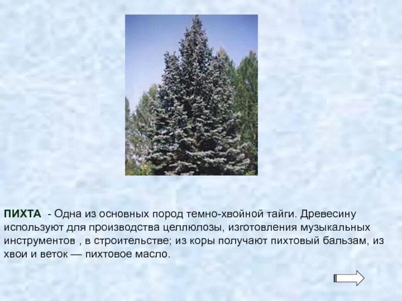 Пихта Сибирская габитус. Презентация на тему пихта. Пихта дерево в тайге. Пихта окружающий мир.