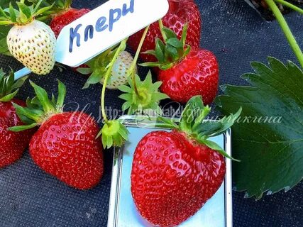 Клубника сорт клери характеристика