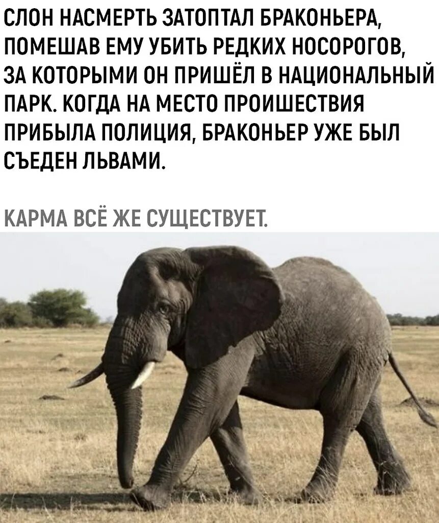 Неторопливый слон быстрее достигает. Слон определение.