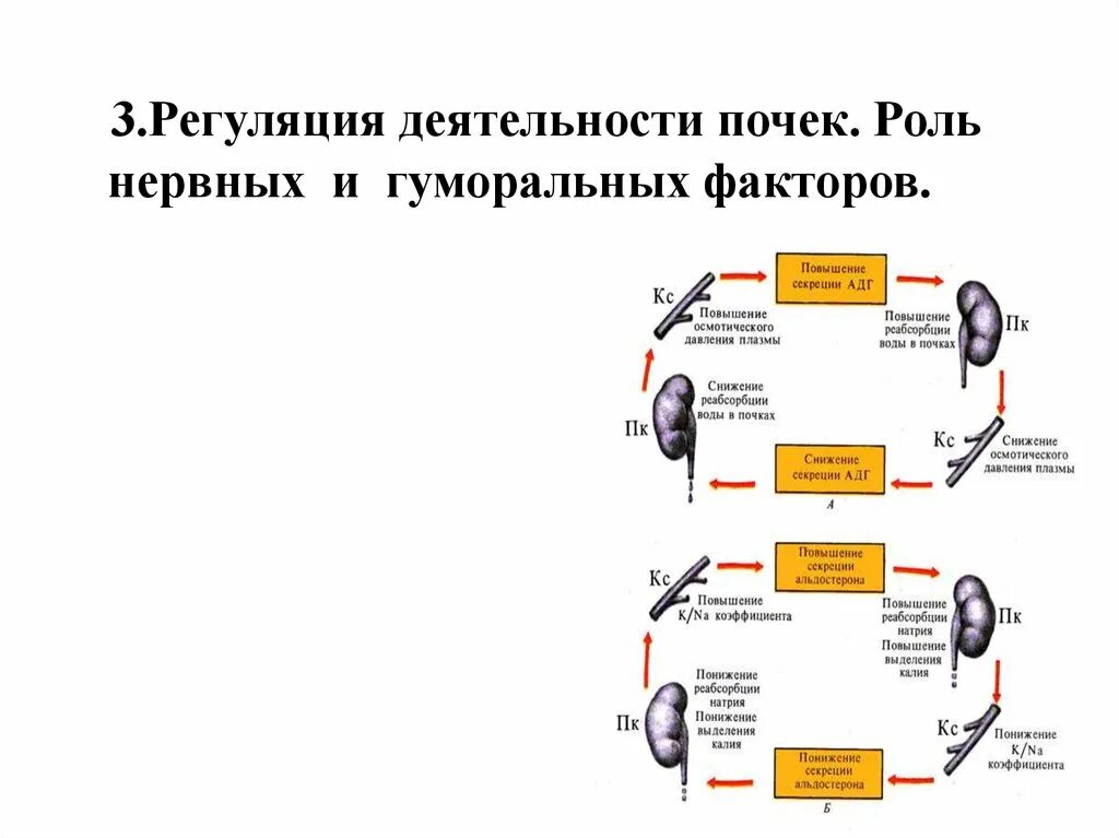 Нервная и гуморальная регуляция почек. Гуморальный механизм регуляции почек. Нервные и гуморальные механизмы регуляции деятельности почек. Механизмы регуляции функции почек. Регуляция мочеобразовательной функции почек (нервная и гуморальная).