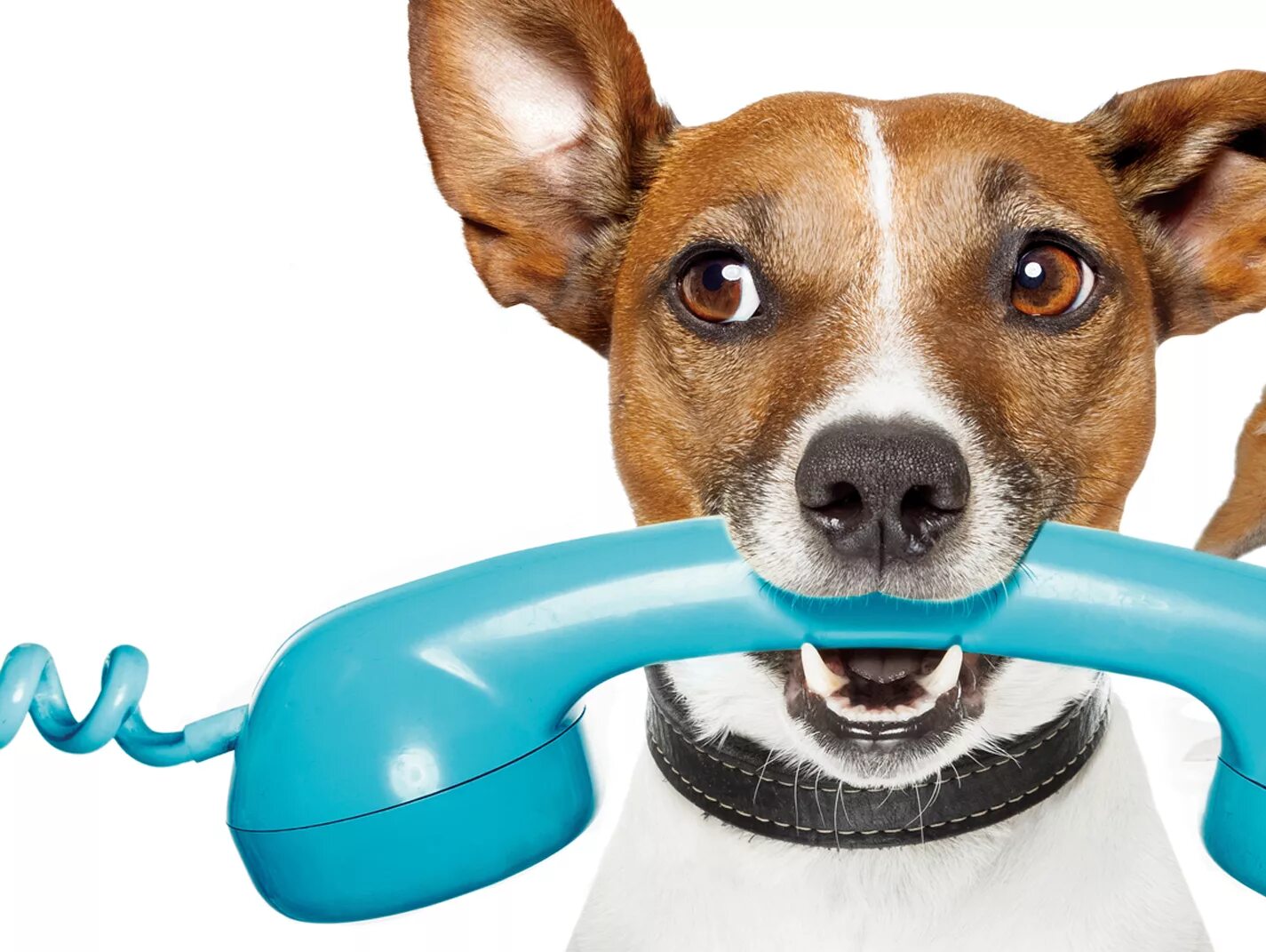 Вызов ветеринара на дом. Ветврач на дом. Ветеринар домашний. Ветеринарные врачи звонки. Самарская 48 самара фото ветклиника петрова.