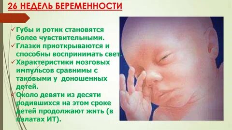 Сколько будет 26 недель беременности