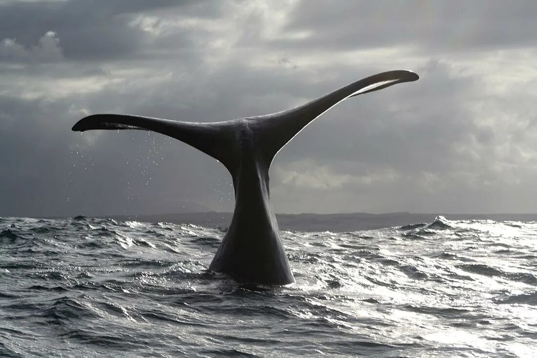 Заметил хвост. Хвост кита. Плавник кита. Хвост кита фото. Хвосты китов.