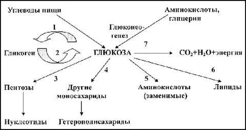 Связь обмена углеводов липидов и белков