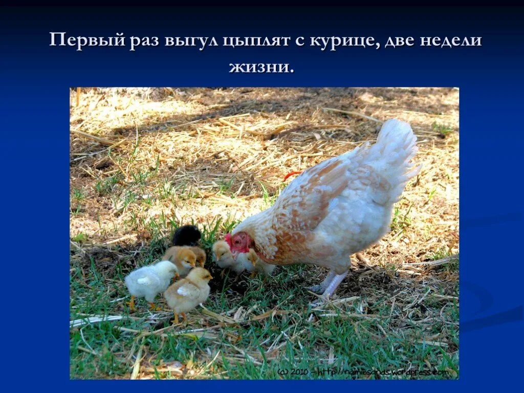 Курицы б на втором году. Цыпленок курицы 2 недели. 1/2 курицы. презентация про курицу 4 класс. поспорили две курицы.