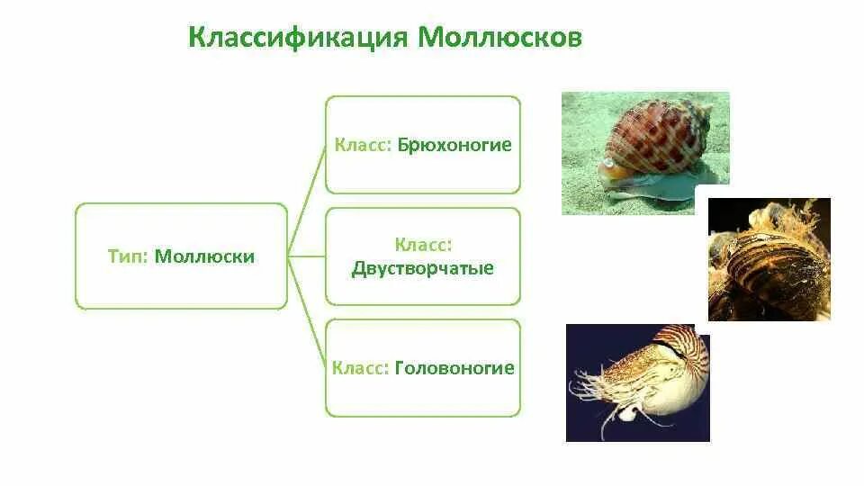 Классификация моллюсков 7. Систематика моллюсков 7 класс. Моллюски классификация таблица. Брюхоногие моллюски классификация.