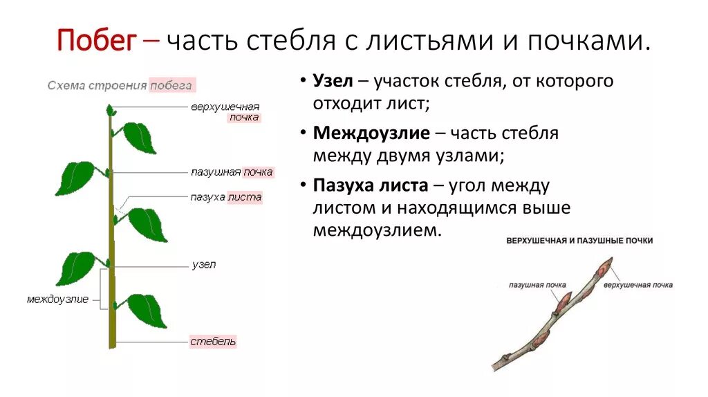 Функция корня стебля. Побег стебель строение и функции почка. Побеги почек листа цветка. Стебель, почки, лист, междоузлие. Побег и почки( части побега) биология.