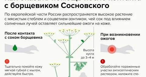 Как отличить борщевик сосновского от борщевика сибирского