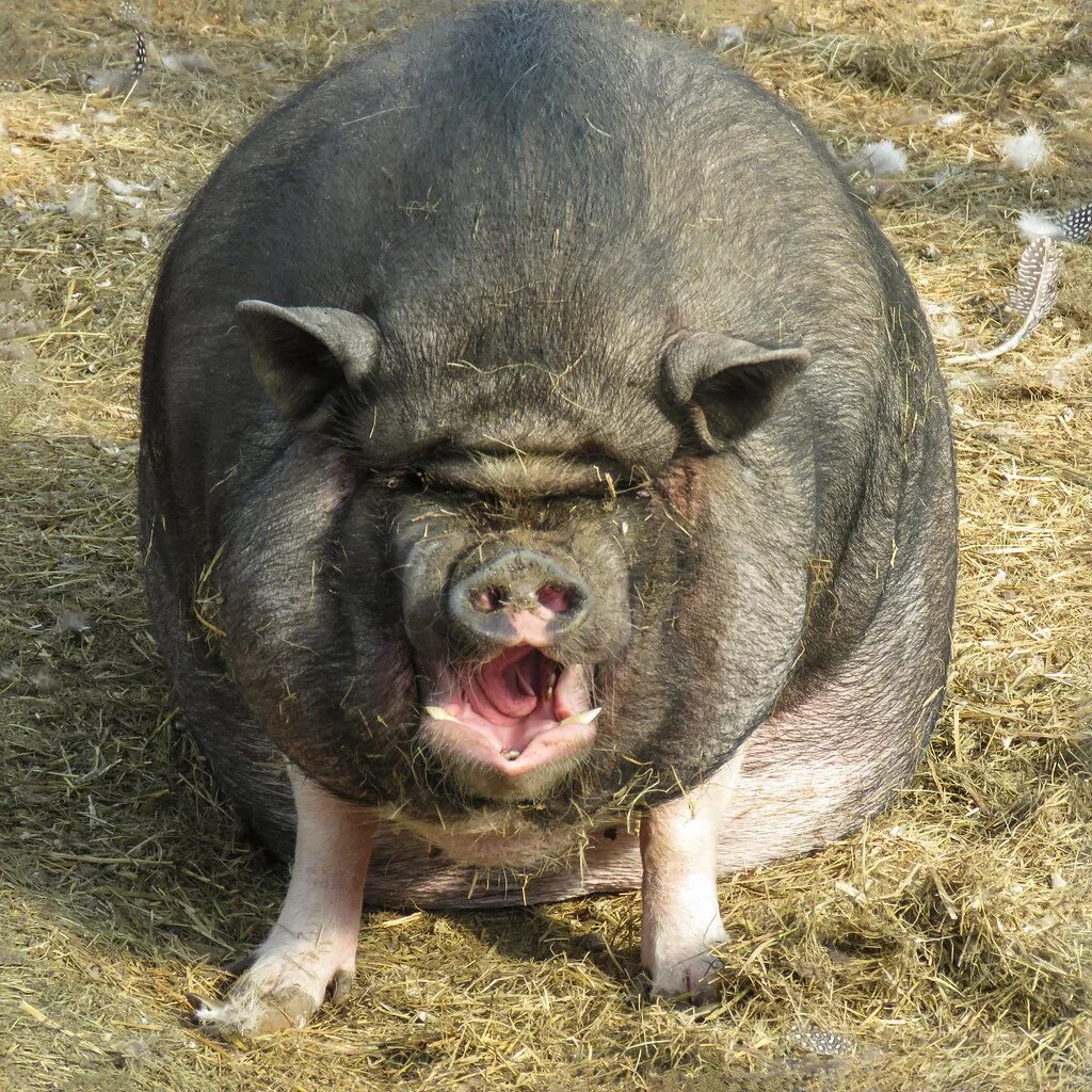 Big pig. Большая свинья. Дик Пиг.