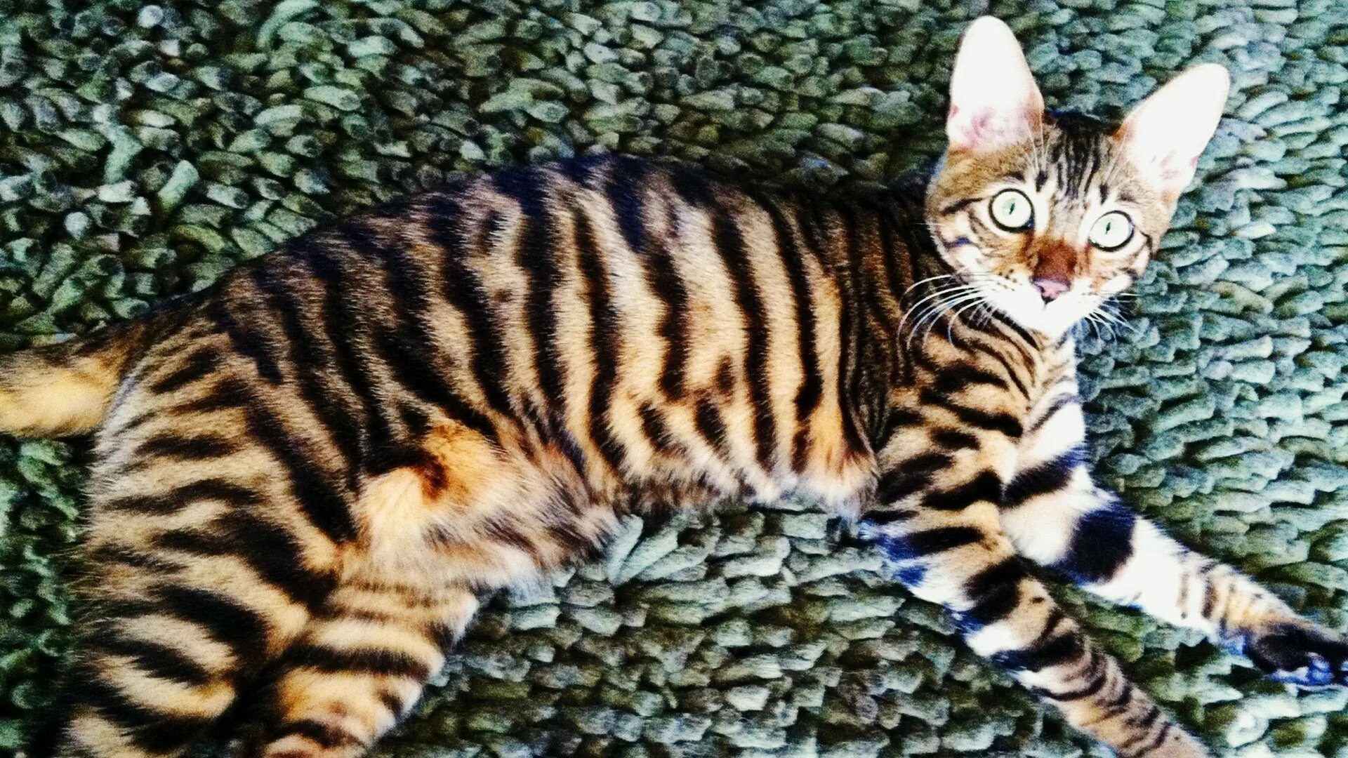 Кошки тигры домашние