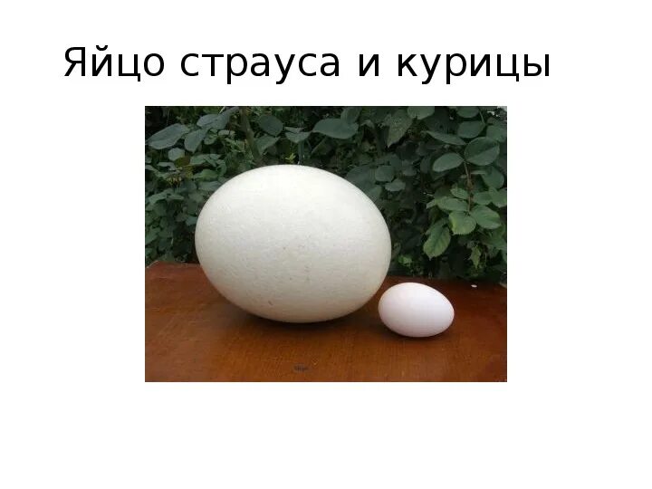 Вес кур яйца. Страусиное яйцо. Яйцо страуса и курицы. Яйцо страуса размер. Страусиное и куриное яйцо сравнение.