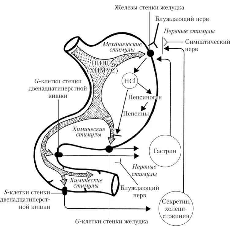 Общие принципы саморегуляции пищеварения. Пищеварение. Процесс пищеварения в полости рта. Роль рецепторов ротовой полости в регуляции желудочной секреции. Фазы секреции желудочного сока.