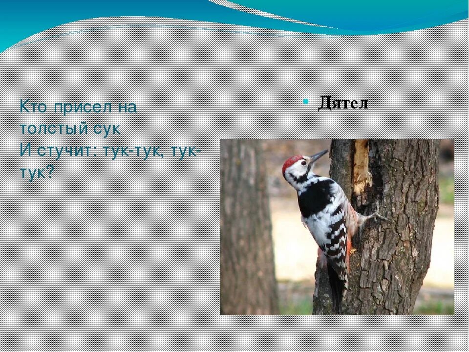 Интересные факты о дятлах. Загадка про дятла 2 класс. Загадка про дятла. Загадка про дятла для детей. Загадка про дятла для дошкольников.