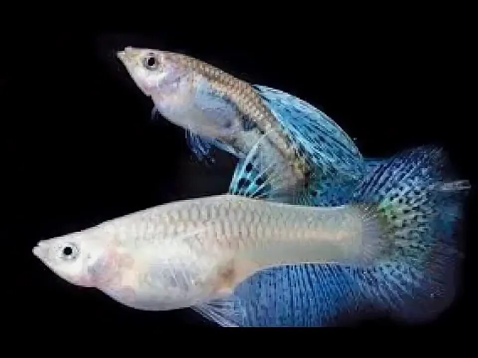 Гуппи голубая трава (Guppy Blue grass)