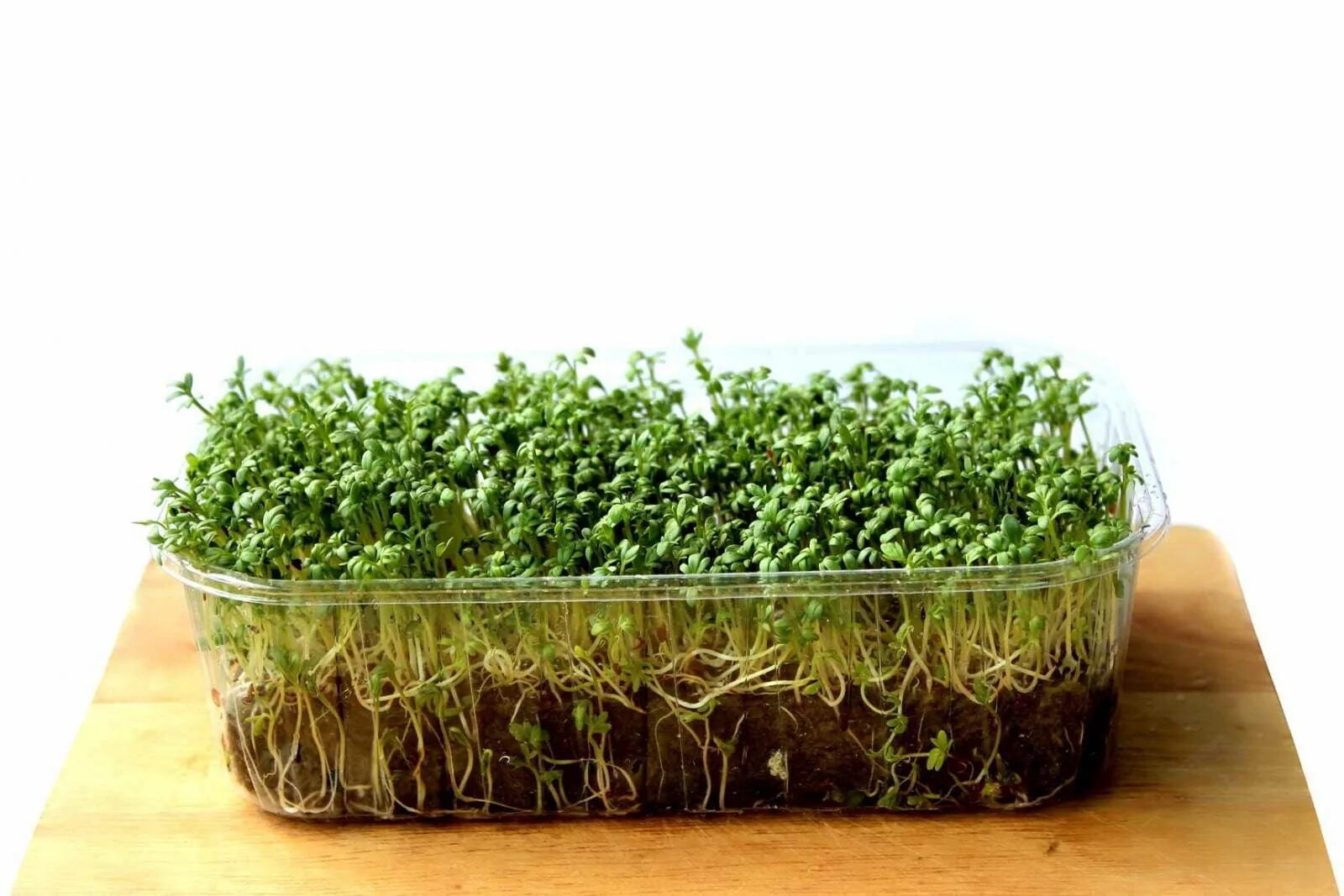 Салат какая почва. Микрозелень Кресс. Микрозелень Кресс-салат. Кресс салат семена микрозелени. Портулак микрозелень.