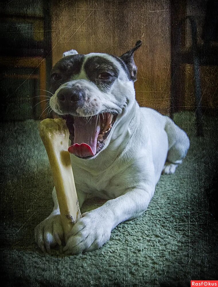 Когда собаки молятся с неба падают. Когда собаки молятся с неба падают. Дождь гуашью. Молитва на здоровье животного. Болонка из приюта самара.