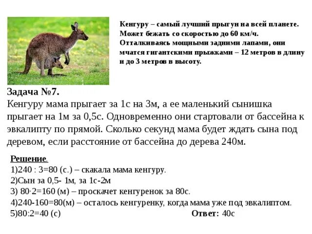 Исполинский кенгуру тип развития. Кенгуру задания для детей. Кенгуру задачи 3-4 класс. Задача про кенгуру на логику. Сообщение про кенгуру 1 класс.