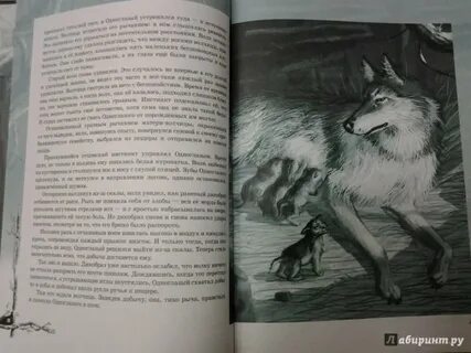 Рассказ белый клык