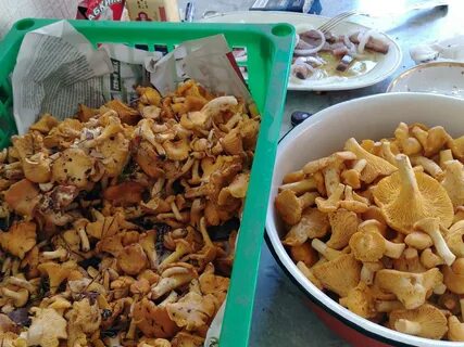 Мыть лисички перед сушкой