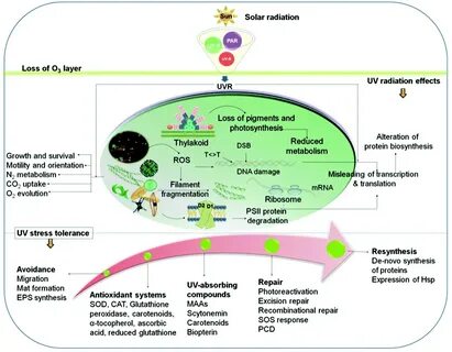 Radiation environment