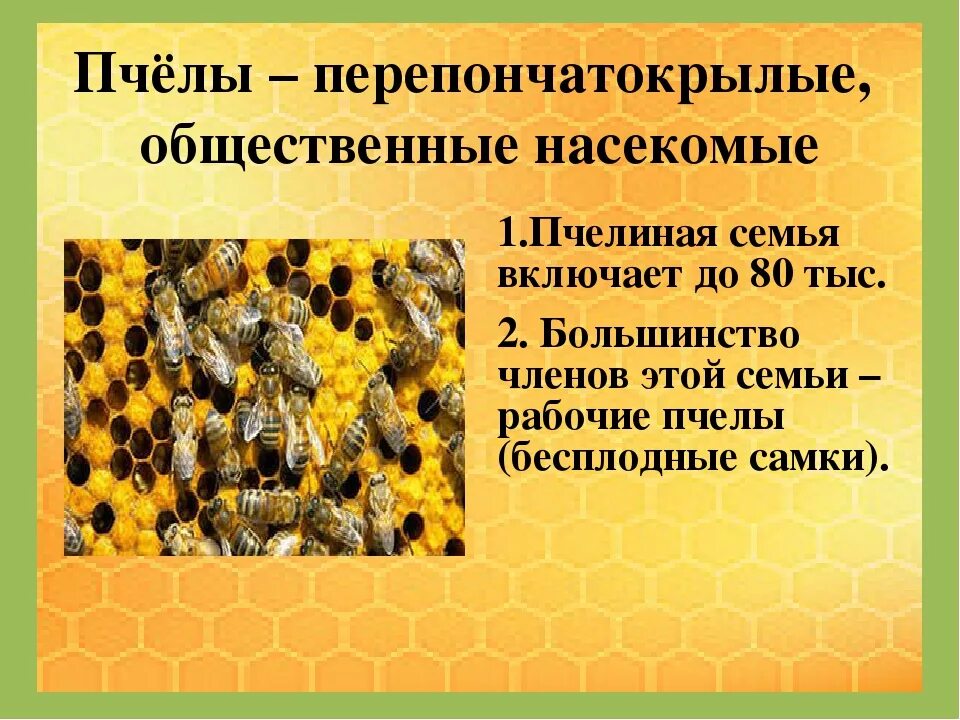 Зачем пчелы. Общественные насекомые. Пчелы общественные насекомые. Проект на тему пчелы общественные насекомые. Общая характеристика перепончатокрылых.