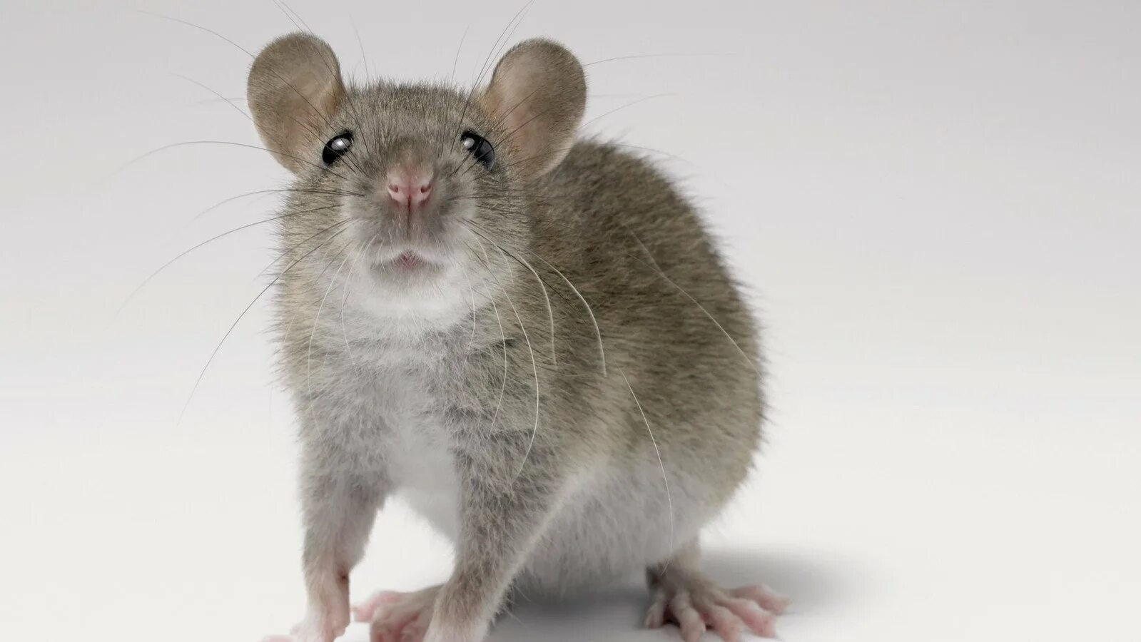 Мышь рост. Серая мышь. Мышка серая. Мышка серенькая. Серый мышонок.