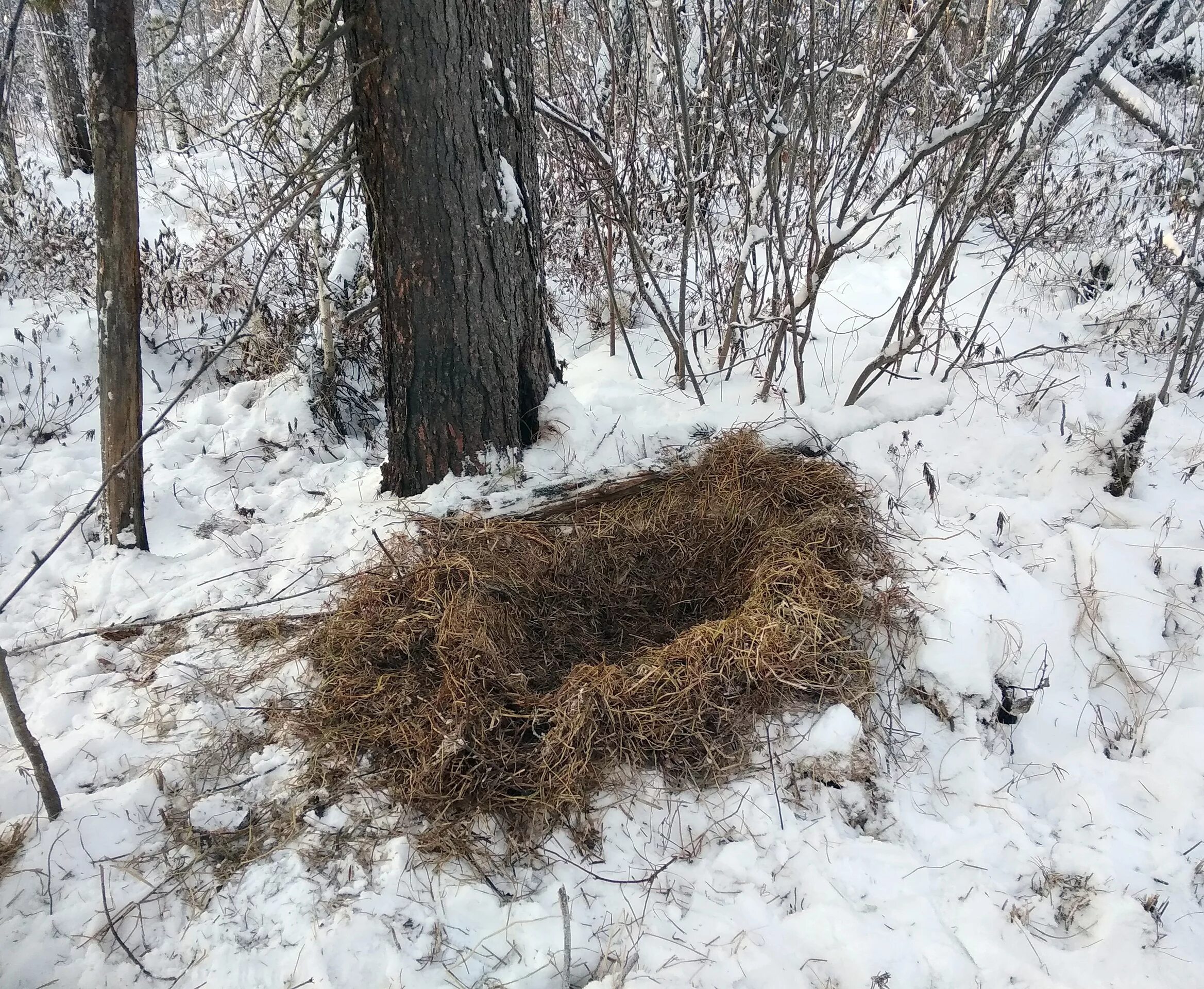 Берлога зайца. Гнездо Гайно это. Кабанье Гайно. Гайно кабана. Кабанье гнездо.