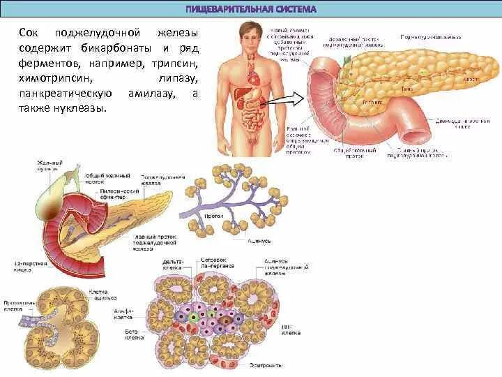 Поджелудочной железой вырабатываются ферменты. Поджелудочная железа строение состав поджелудочного сока. Строение поджелудочного сока. Поджелудочная железа панкреатический сок. Регуляция поджелудочной железы.