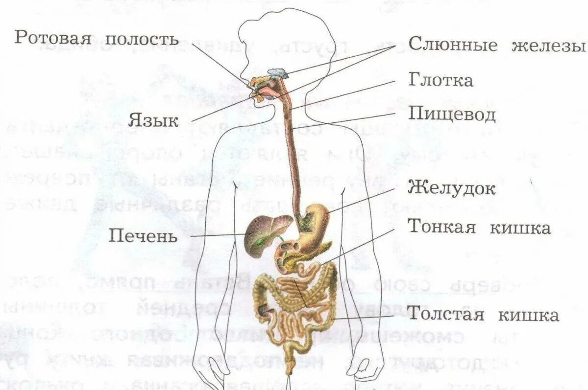 Окружающий мир внутренние органы. Пищеварительная система человека схема 4 класс. пищеварительная система человека схема 3 класс окружающий. схема пищеварительной системы человека 3 класс. организм человека система органов 3 класс окружающий мир.