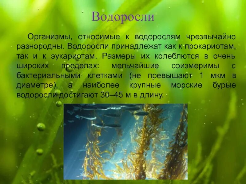 Водоросли 5 класс кратко