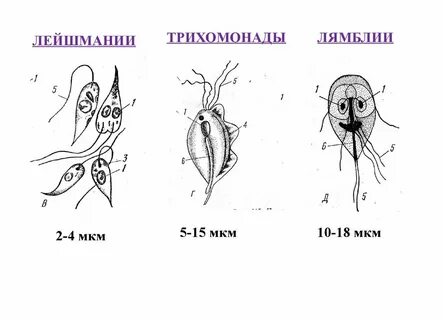 Трипаносома лямблия трихомонада