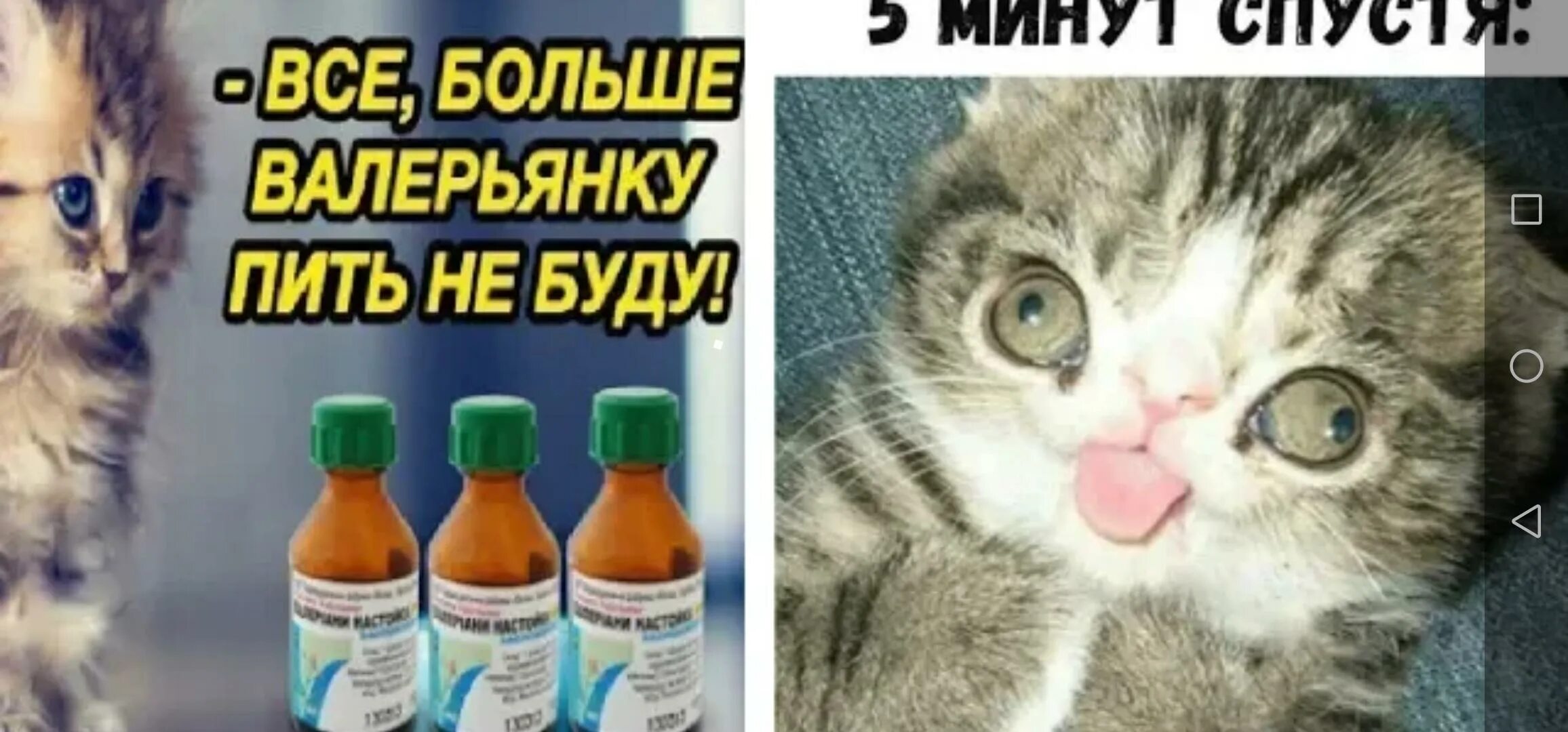 Кот напился валерьянки. Коты и валерьянка Мем. Кот выпил валерьянку. Кот пьет валерьянку.