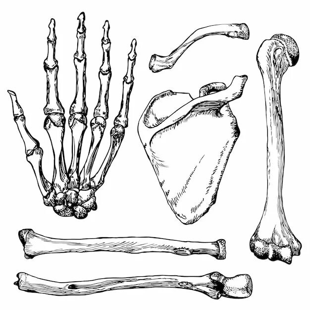 Кости человека. Рисунок костей. Кости человека рисунок. Кость рисунок анатомия. Ребра трубчатые