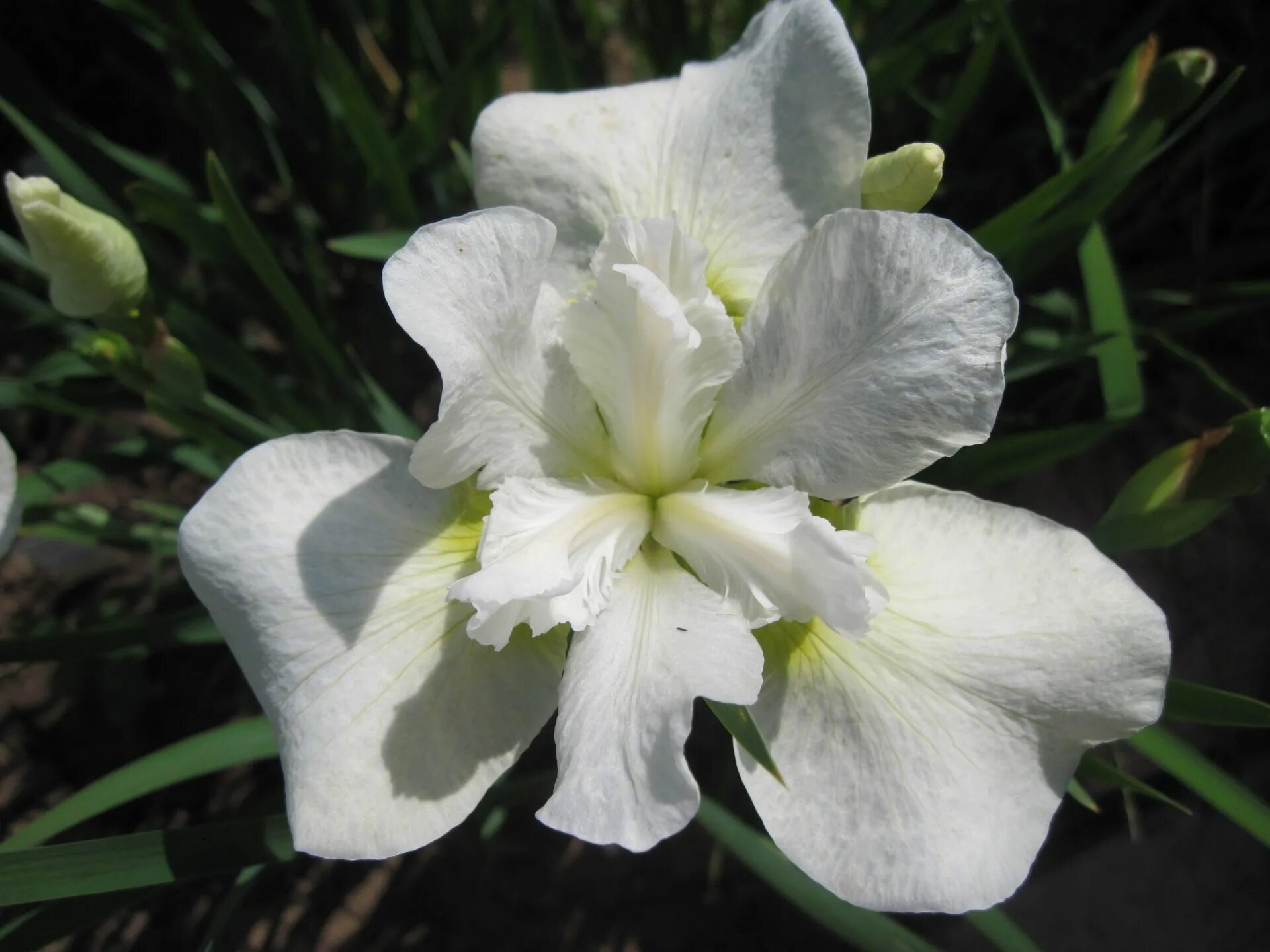 Quite white. Ирис сибирский not quite white. Ирис нот куайт уайт. Quite white. Quite white.