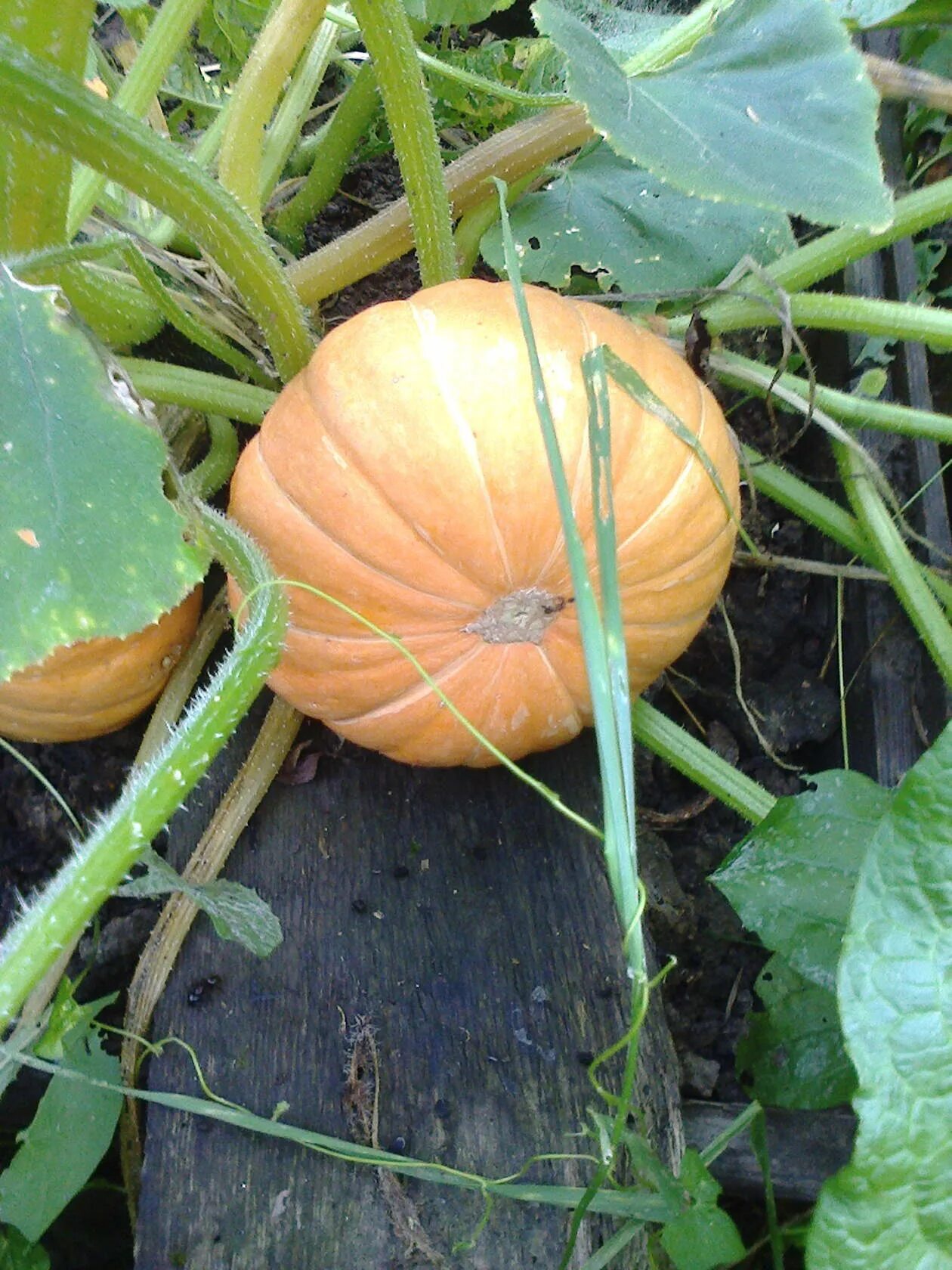 BeautifulNow is Beautiful Now Heirloom Orange is Beautiful Now Pumpkin seeds, Ve