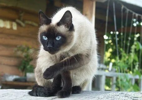 День сиамской кошки