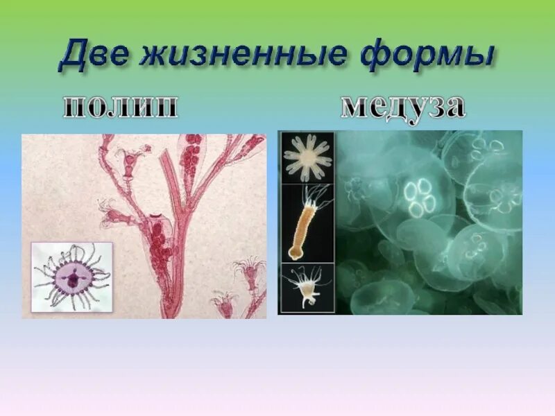 Жизненные формы кишечнополостных. Жизненная форма пресноводной гидры. жизненные формы гидры. гидра обыкновенная среда обитания.
