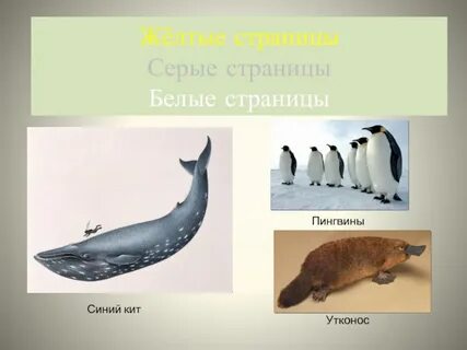 Серая красная книга