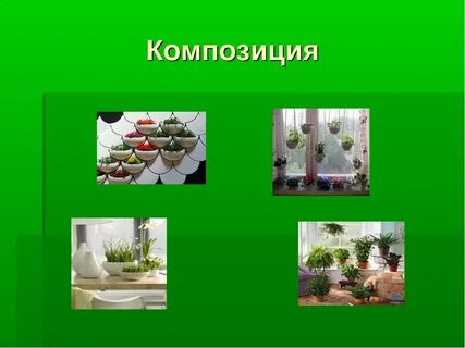 Проект комнатные растения 8 класс