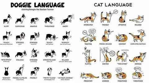 Как по русски cat