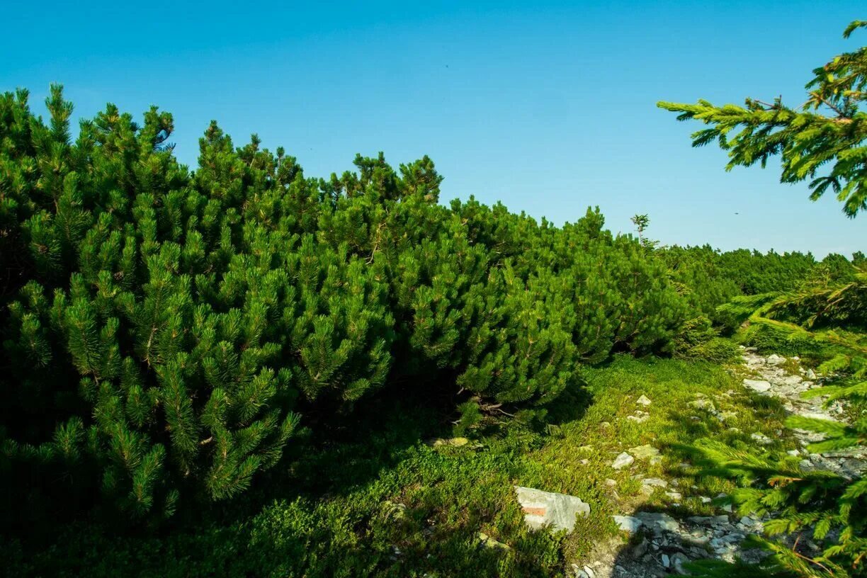 сосна пиния шишки. сосна длинноигольчатая. Pinus leucodermis. сосна обыкновенная зеленые шишки. душистая сосна.