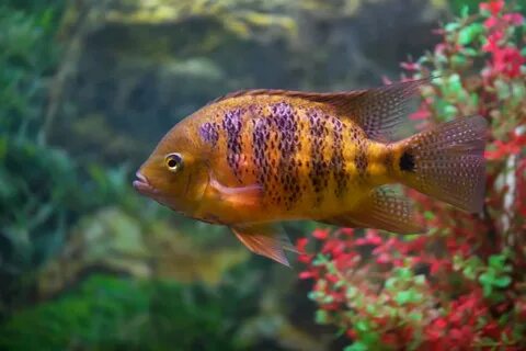 Blue Convict Cichlid