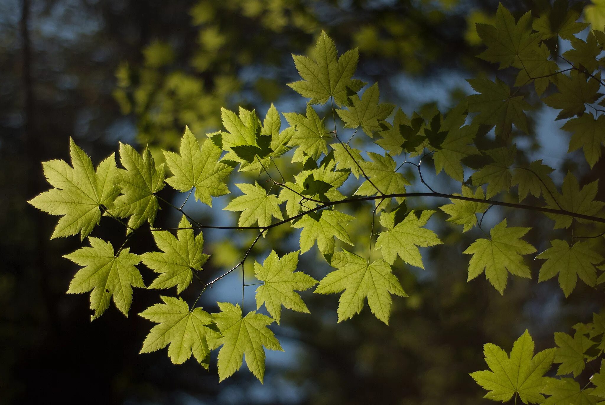 Leaves on the back. Ветка клена. Листва. Листья деревьев. Ветка с листьями.